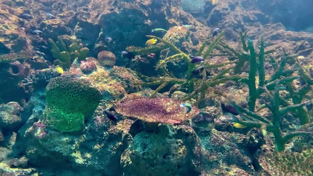 Tropical Coral Reef with Yellow Fish - Marine Life Photography