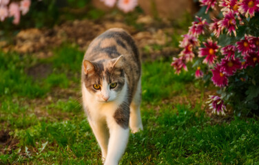Cute portrait of a happy cat in the garden