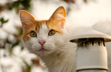 Cute portrait of a happy cat in the garden