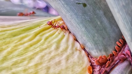 close up of red ants on leaf stem