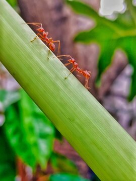 close up of red ants walking on leaf stem