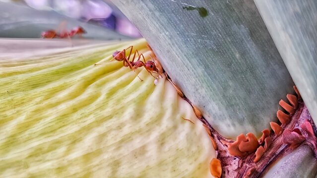 close up of red ants on leaf stem