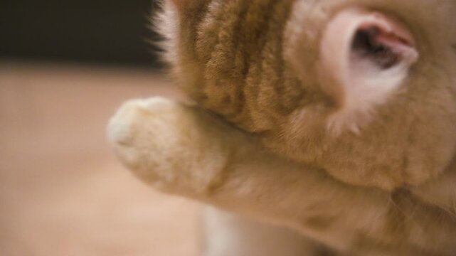 a brown tabby Scottish metis cat with a cream-colored belly and paws meticulously grooms itself
