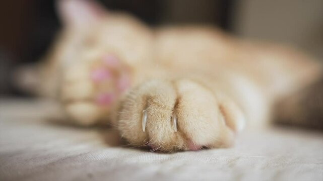 a close-up of a relaxed ginger tabby Scottish metis cat's paw with light cream fur and brown claws