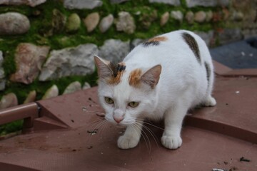 Chat errant blanc