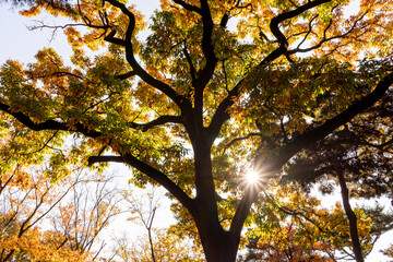 Fototapeta premium autumn in the park