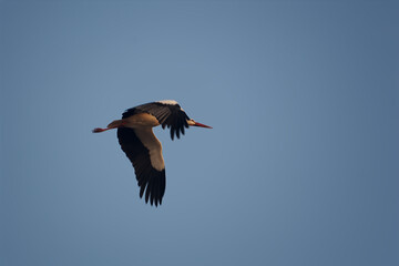 White stork in flight
