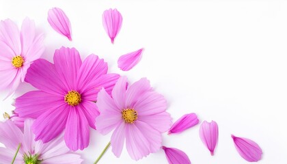 Fototapeta premium Closeup of Blooming Cosmos Flowers and Petals Isolated on White Background. Top View of Flower with Empty Space.