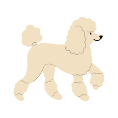 Cute vector Illustration of Poodle dog. Pet clipart collection. canine, puppy hand drawn. Illustrated in various poses.