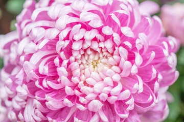 Obraz premium Purple chrysanthemums in the park