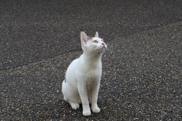 Plan rapproché de chat blanc errant