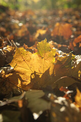 JESIEŃ, KOLORY JESIENI, BARWA, LIŚCIE , 