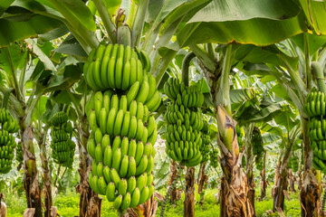 Green tropical banana fruits close-up on banana plantation