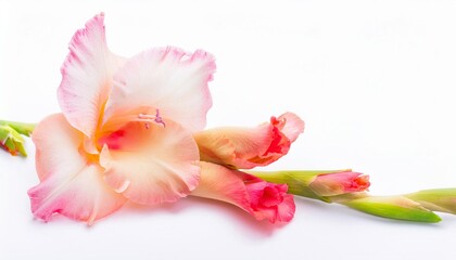 Closeup of Blooming Gladiolus Flowers and Petals Isolated on White Background. Top View of Flower with Empty Space.
