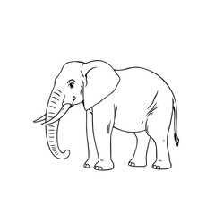 Fototapeta premium African Elephant Line Art