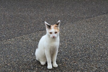 Plan rapproché de chat blanc errant