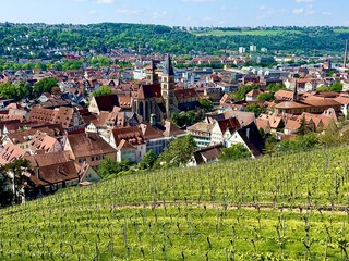 Weinberg an der Esslinger Burg in Esslingen / Neckar (Baden-Württemberg)