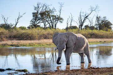 Obraz premium Giant african elephant bull (Loxodonta africana), drinking at Khwai river during the sunset, Okavango delta, Moremi, Botswana, Africa.