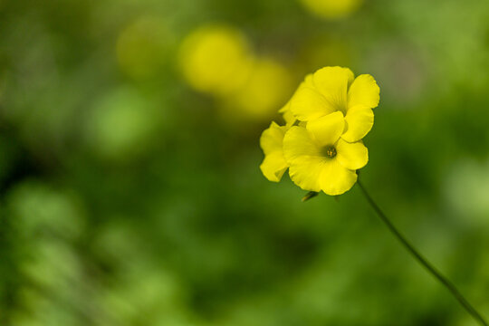 Oxalis pes-caprae, African wood-sorrel, Bermuda buttercup, Bermuda sorrel, buttercup oxalis, Cape sorrel, English weed, goat's-foot