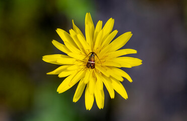 Day moth Adela australis on a yellow flower