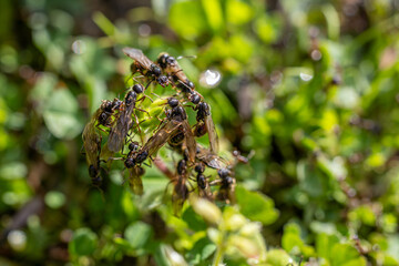 Group of flying ants on plants in summer