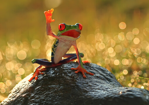 Close-up humorous Tree frog sitting on a rock with its webbed front foot raised in the air, Indonesia