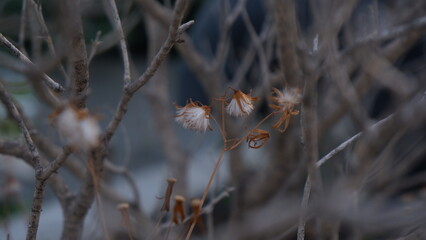 Close up of pretty minimal white dried grass flower among gray branches