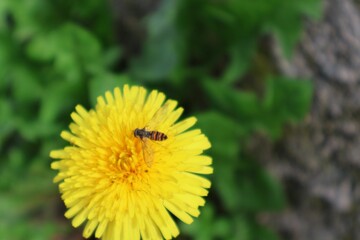 insecte butinant une fleur jaune