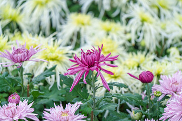 Obraz premium Purple chrysanthemums in the park