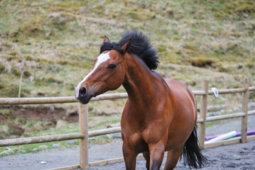 A playful horse running energetically in a sand arena, kicking up dust with powerful strides.
