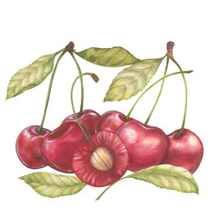 Watercolor illustration of a cherry or sweet cherry on a branch with a leaf. Cut cherry with pit. Food, botanical hand drawn illustration. Isolated. For design of packaging, textile and clothing