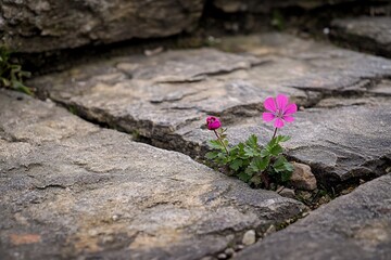 Resilience in Nature: A Flower Growing Through Stone