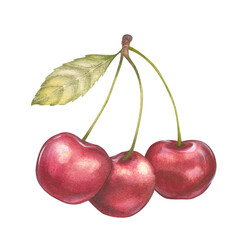 Watercolor illustration of a cherry or sweet cherry on a branch with a leaf. Food, botanical hand drawn illustration. Isolated. For design of packaging, textiles, things and clothing