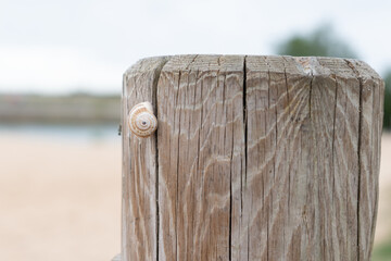 Escargot sur un piquet en bois à la plage