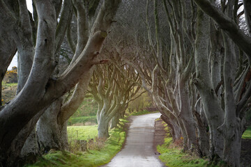 A road runs through the Dark Hedges tree tunnel at sunrise in Northern Ireland, travel concept