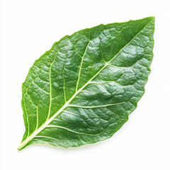 Obraz premium Fresh green lettuce leaf with crisp texture and detailed veins, perfect for salads and healthy dishes. Its vibrant color adds refreshing touch to any meal