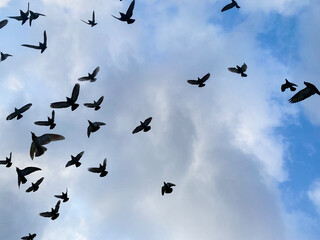 Birds flying in the sky