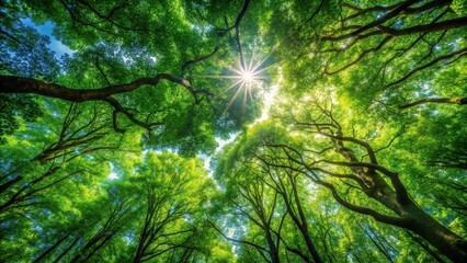 Dense forest canopy with dappled sunlight filtering through leafy branches above, green, sunlight, leaves