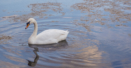 Swan is swimming in a body of water