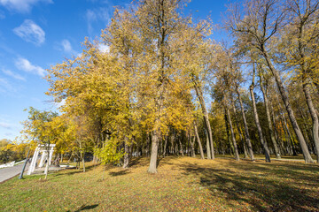 A beautiful autumn day with a tree in the foreground