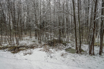 Snowy forest with trees covered in snow