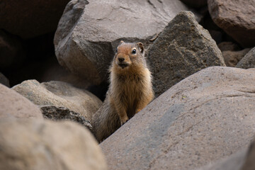 Custer Ghost Minin Town Idaho Yankee Fork Gold Dredge Site Squirrel