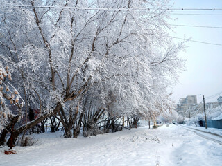 Beautiful winter trees covered with frost and snow