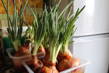 growing green onions at home