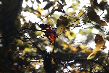 A shallow depth of field photograph, close up on autumnal leaves in natural British woodland