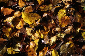 A photograph of the forest floor with dappled sunlight on an autumnal day in natural British woodland