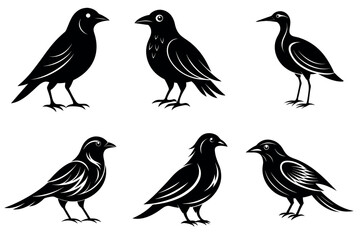 Set of Bird Silhouette Vector Illustration With White Background