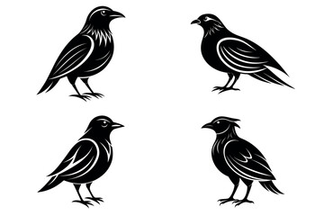 Set of Bird Silhouette Vector Illustration With White Background