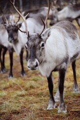 Fototapeta premium Rudi022024