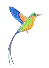 watercolor humming bird with long tail flying